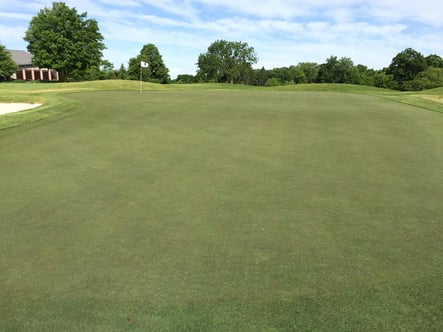 Post aerification June 8th.jpg Post aerification June 8th.jpg