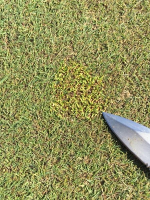 The photo from last September shows a spot of Poa under serious distress