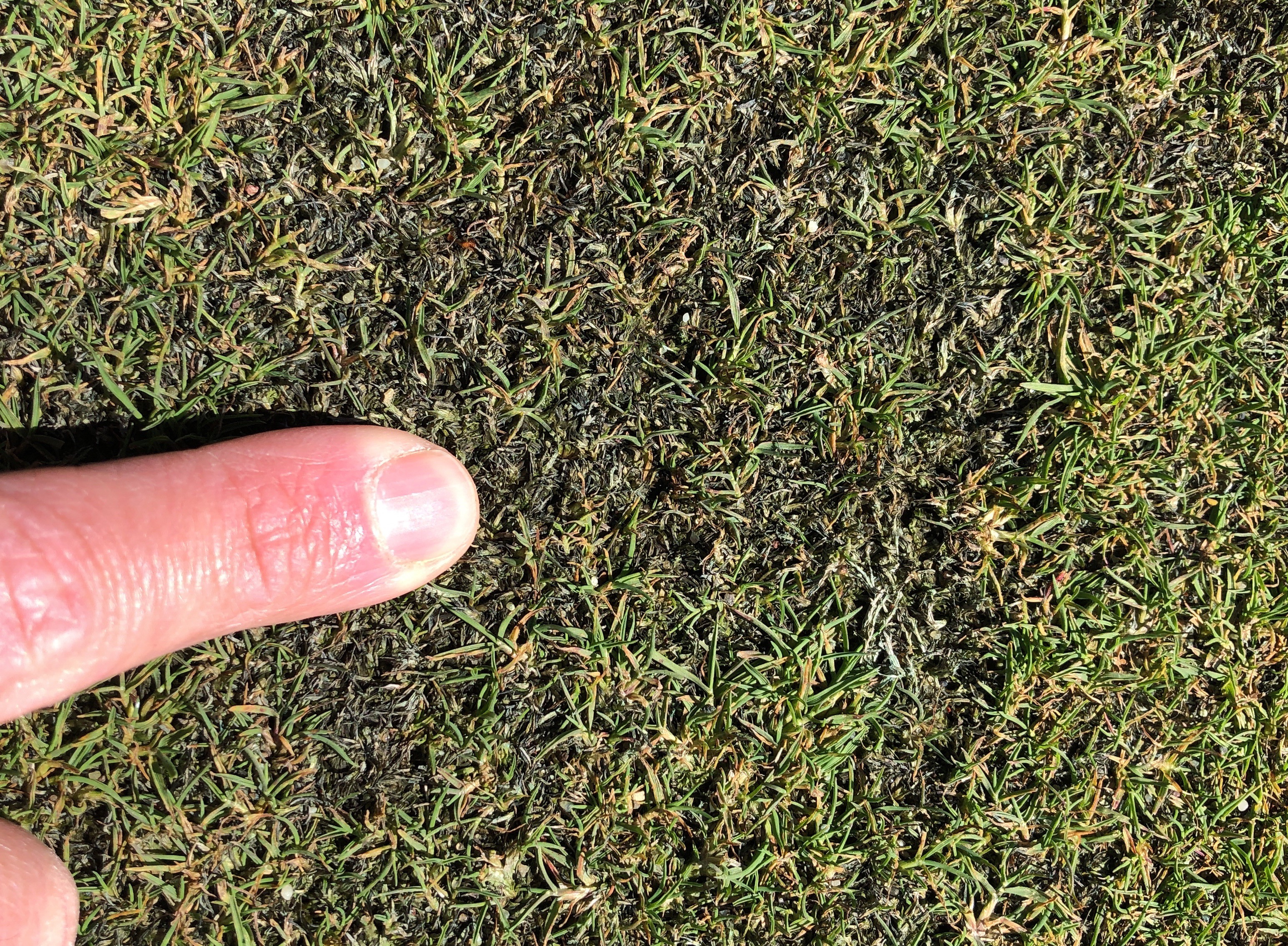Up close bentgrass